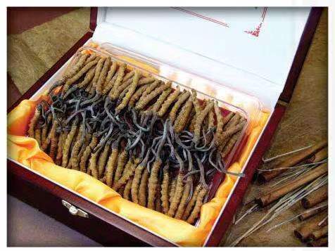 杂多冬虫夏草回收